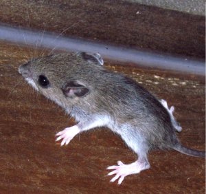 White footed mouse