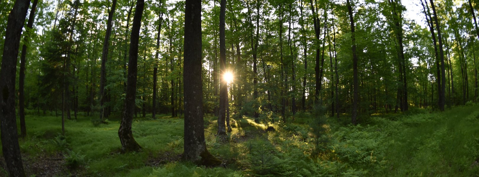 Forest at TREE in the summer