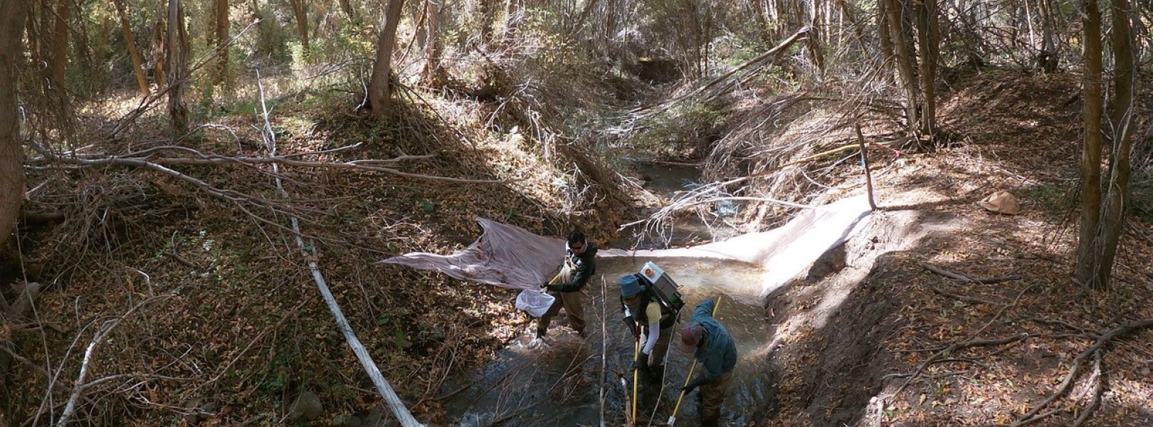 Fish sampling at the REDB Field site