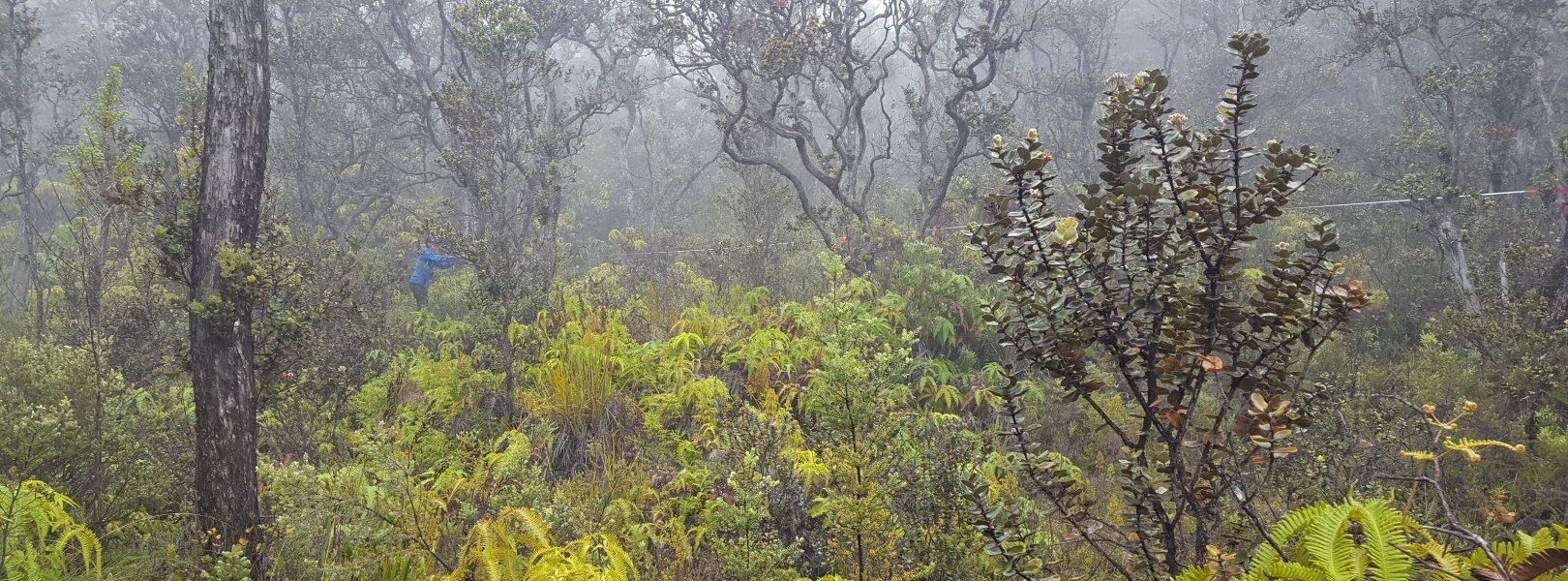 Misty forest at the Hawaiian PUUM field site 