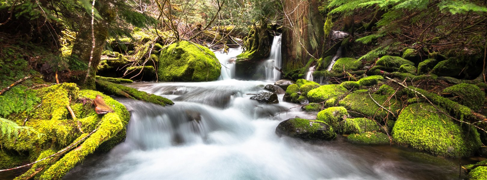 McRae Creek flows through the lush and mossy HJ Andrews Experimental Forest in central Oregon.