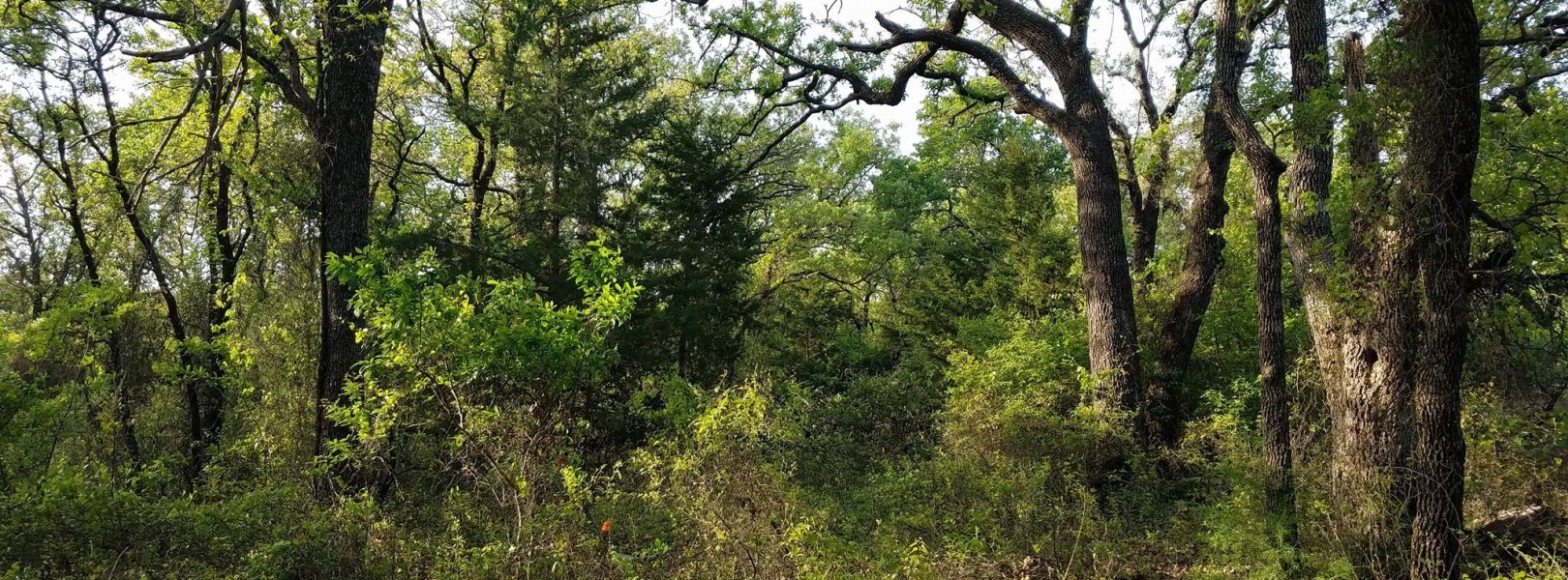 Forest at the LBJ National Grassland (CLBJ) field site in Texas.