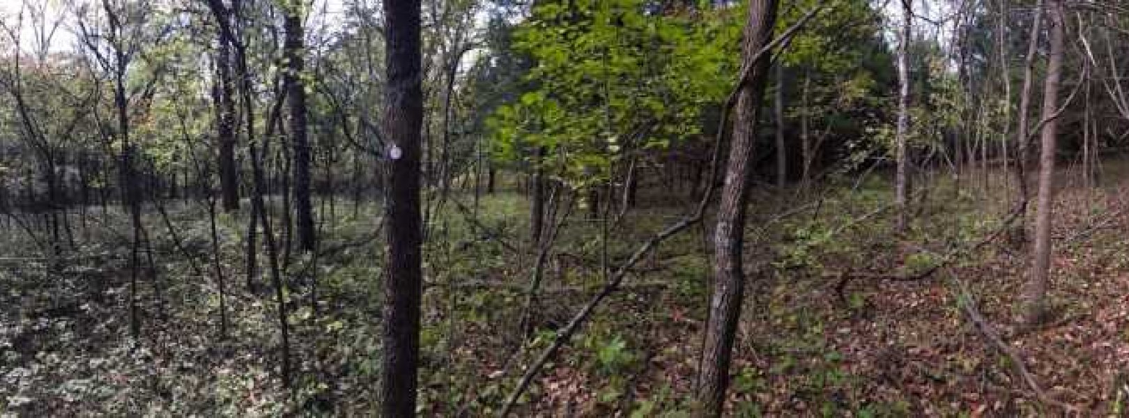 Two seasons, one sampling plot at the UKFS field site