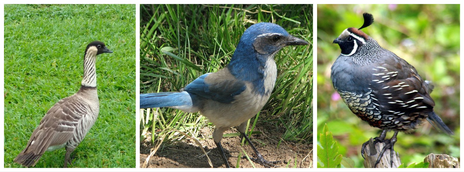 Three different birds seen at NEON sites
