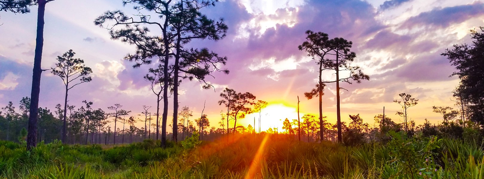 First Place: Disney Wilderness Preserve. Photo by Wayne Hall.