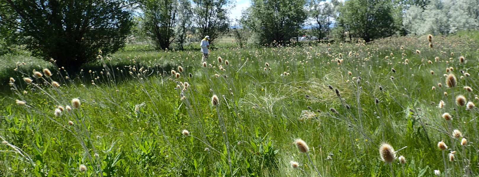 Data collection/vegetation monitoring at the site.