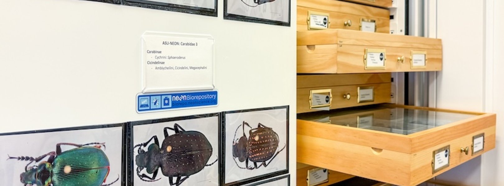 photo of beetle specimen drawers