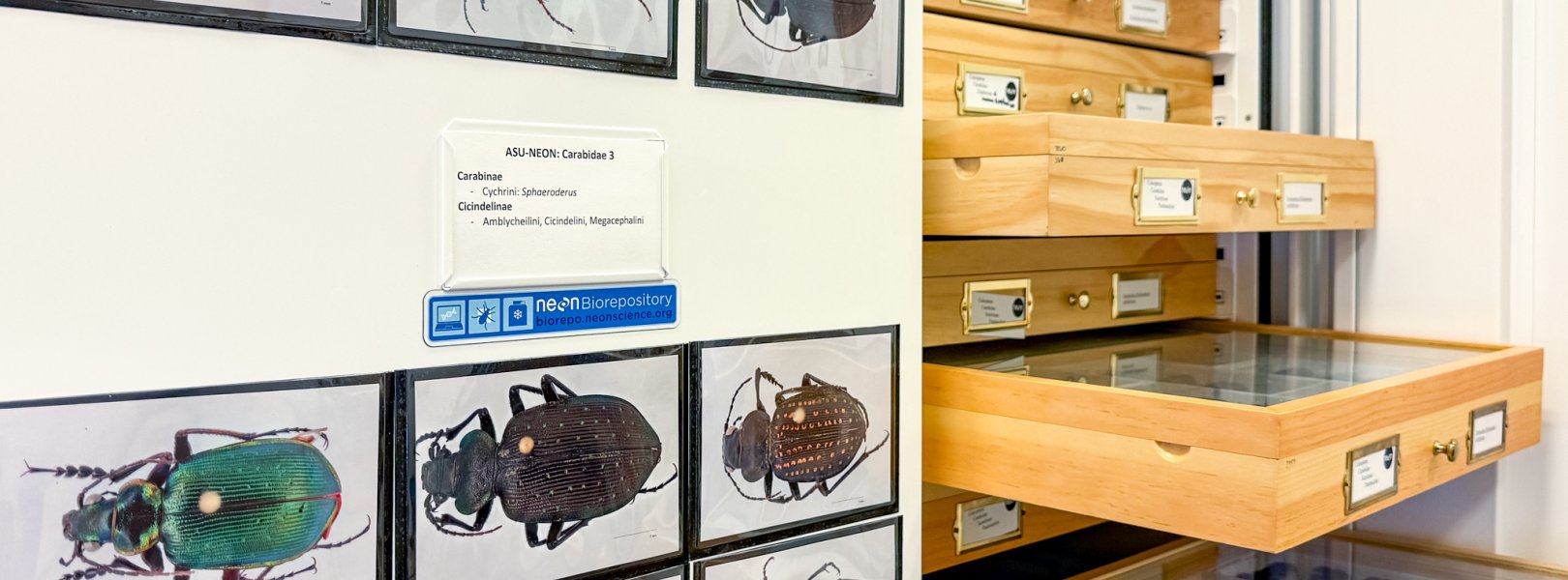 photo of beetle specimen drawers