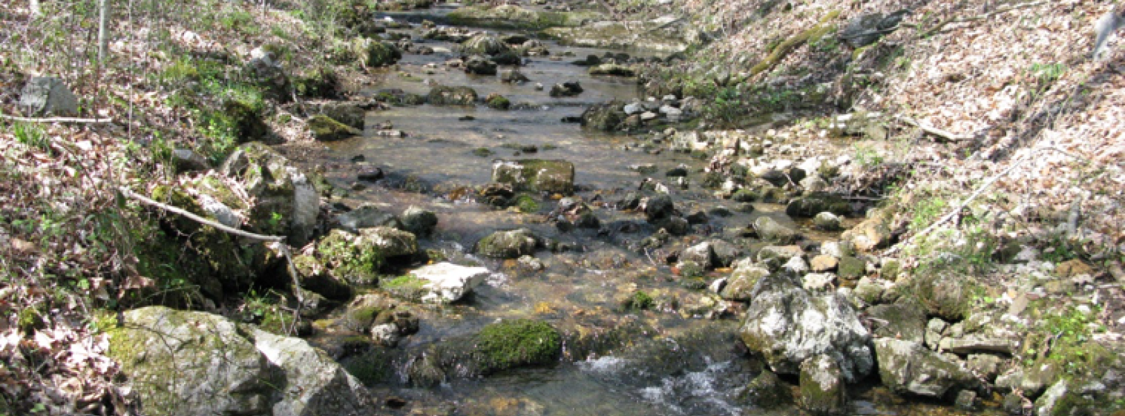 Picture of stream at core aquatic site WALK