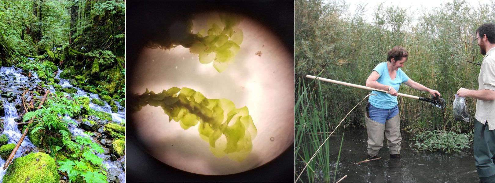 Aquatic plant sampling