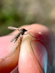 Hand holding a mosquito