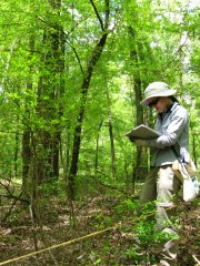 Field technician doing observational sampling in a forest in Domain 08