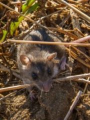 Field mouse in grass