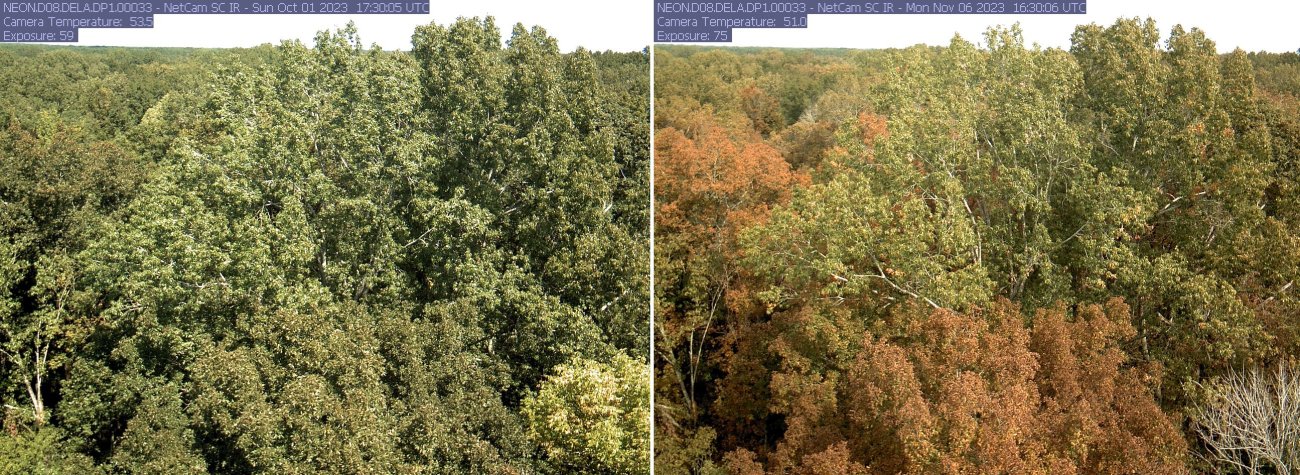 Fall Color Change Science NEON Sites Show Their Colors: Fall Across the Observatory | NSF NEON ...