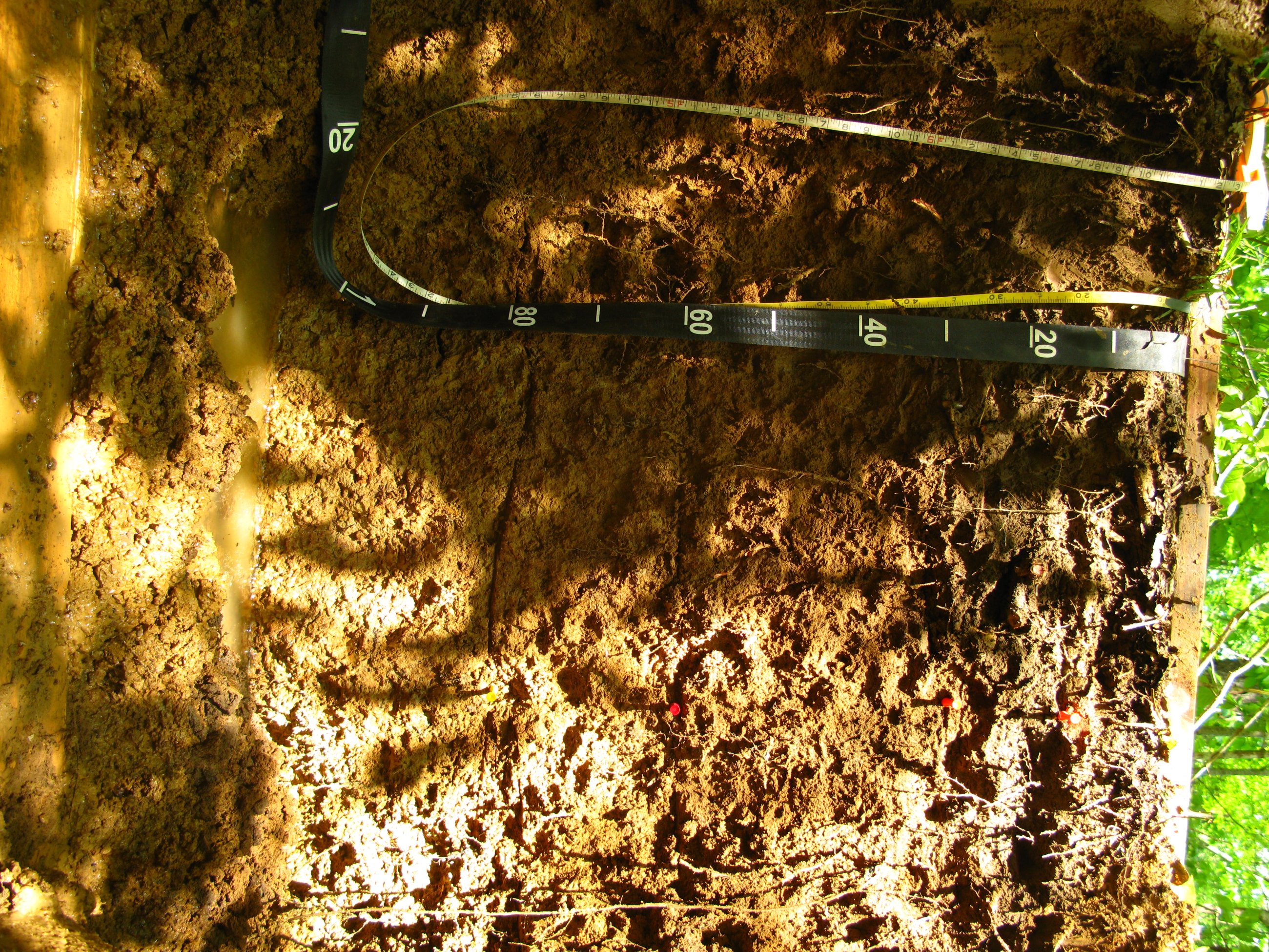 Dead Lake NEON (DELA) Soil Descriptions | NSF NEON | Open Data to