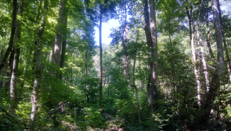 Cove forests near GRSM. 