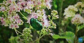 Photo of beetle on flowers - screenshot of the NEON: Open Data to Understand our Changing Ecosystems video