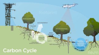 Diagram of the carbon cycle at a NEON site