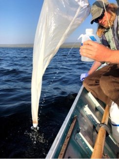 Field ecologists collect zooplankton from the water column at the Domain 18 TOOK  field site (Photo by Josh Monroe) 