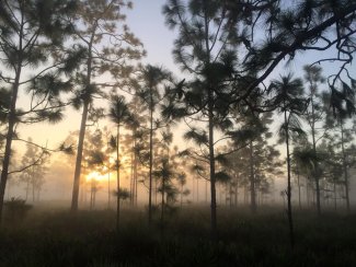 Disney Wilderness preserve NEON field site through the mist. 