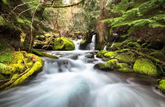 McRae Creek flows through the lush and mossy HJ Andrews Experimental Forest in central Oregon.