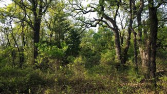 Forest at the LBJ National Grassland (CLBJ) field site in Texas. 