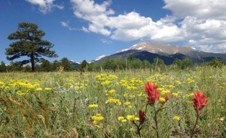 Wildflowers in a field at the Rocky Mountain National Park site