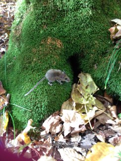 Field mouse on the forest floor in Domain 05, the Great Lakes