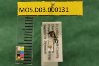 Archived pinned mosquito sample of Mansonia titillans