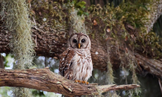 A Barred Owl (Strix varia) at the Disney Wilderness Preserve field site in Florida.
