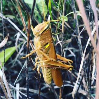 Grasshopper at KONZ