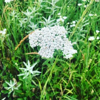 Wildflowers at KONZ