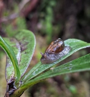 A Succineid snail at PUUM