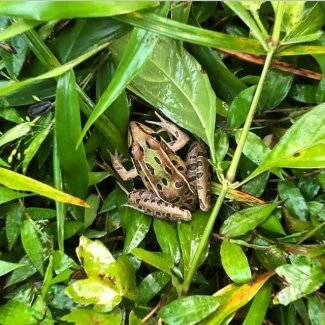 Southern leopard frog at JERC.