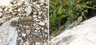 Eastern collared lizards