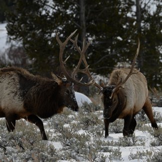 elk (Cervus canadensis) in YELL