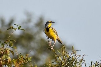 Eastern Meadowlark in DSNY