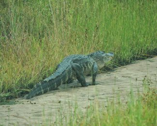 American alligator at DSNY