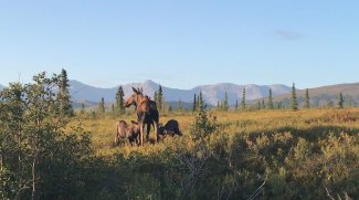 Moose at HEAL