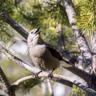 Clark’s Nutcracker (Nucifraga columbiana), at YELL