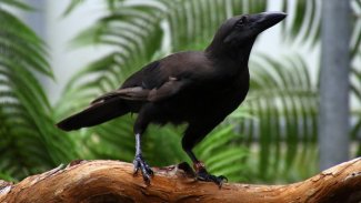 ‘alalā, a nearly extinct Hawaiian crow