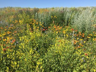 Native plants at WOOD