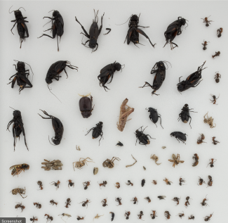 2021_Beetles bycatch square_biorepository_blog