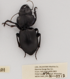Specimen from OAES