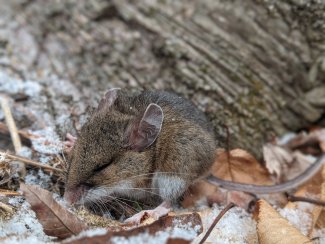 Deer mouse