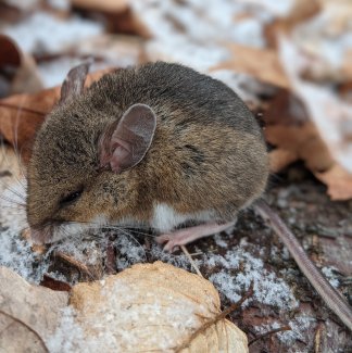 2021_blog_small mammal drivers_deer mouse
