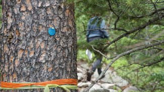 Phenology Tag on Pine tree at RMNP