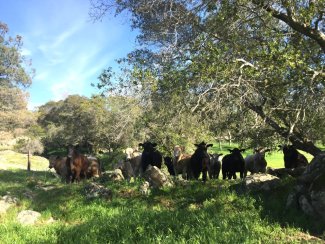 Cows at SJER