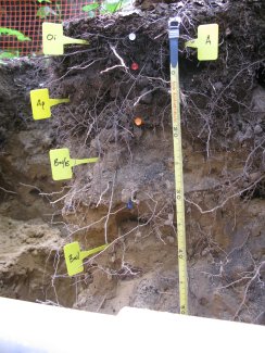 soil profile