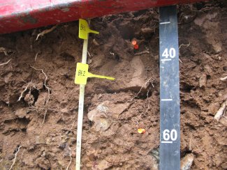 soil profile